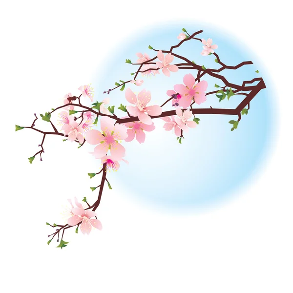 Cherry blossom — Stock Vector