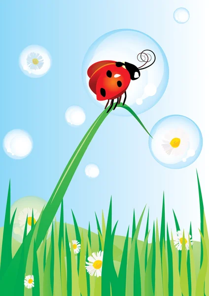 Lieveheersbeestje op gras en daisy bubbels — Stockvector