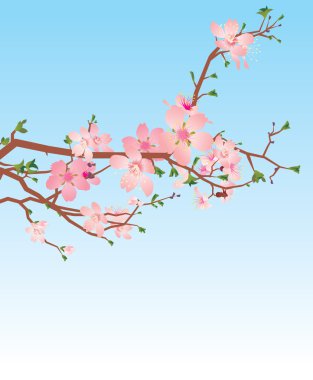 vektör sakura veya kiraz çiçek açması ağaç