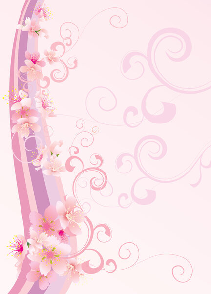 pink sakura flowers