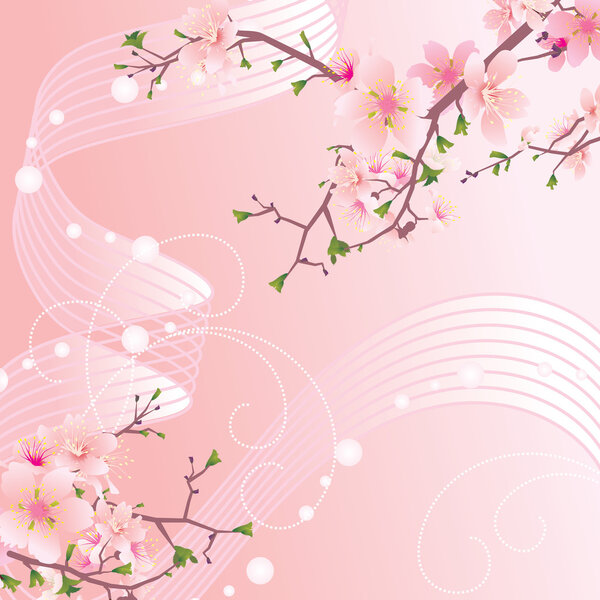 pink sakura flowers