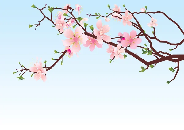 Sakura flor — Archivo Imágenes Vectoriales