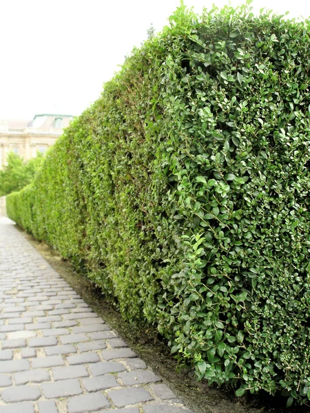 Arbusto verde perspectiva jardim — Fotografia de Stock