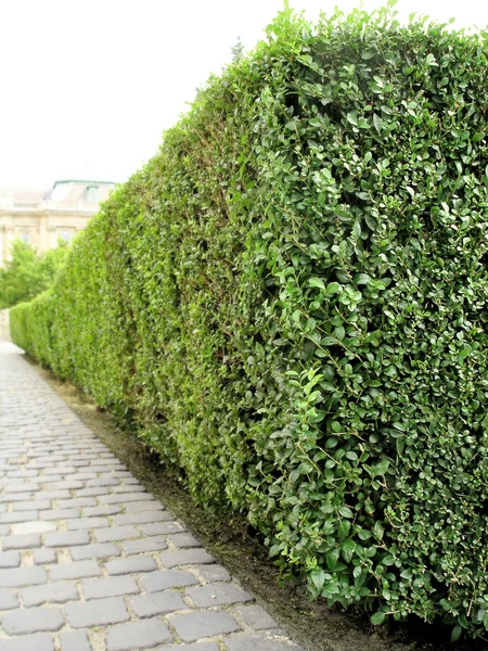 Verde arbusto jardín perspectiva — Foto de Stock