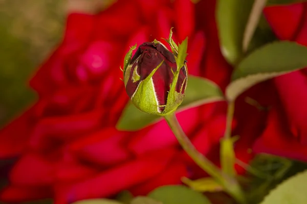 Κόκκινο τριαντάφυλλο μπουμπούκι σε θάμπωμα φόντου — Φωτογραφία Αρχείου