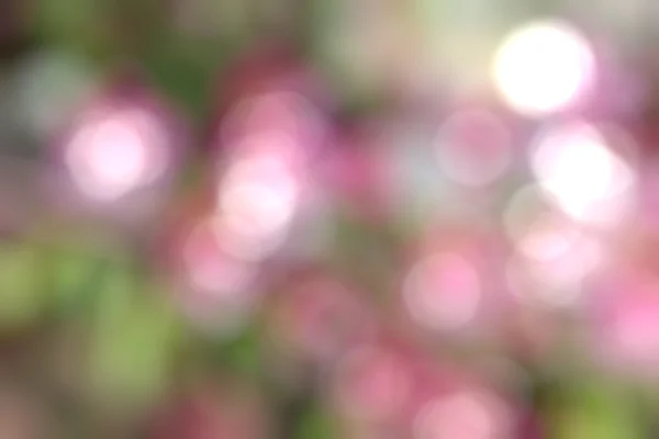 Blurred apple blossom — Stock Photo, Image