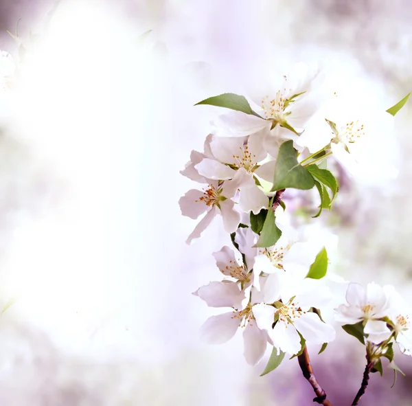 Fondo de borde de primavera con flor rosa —  Fotos de Stock