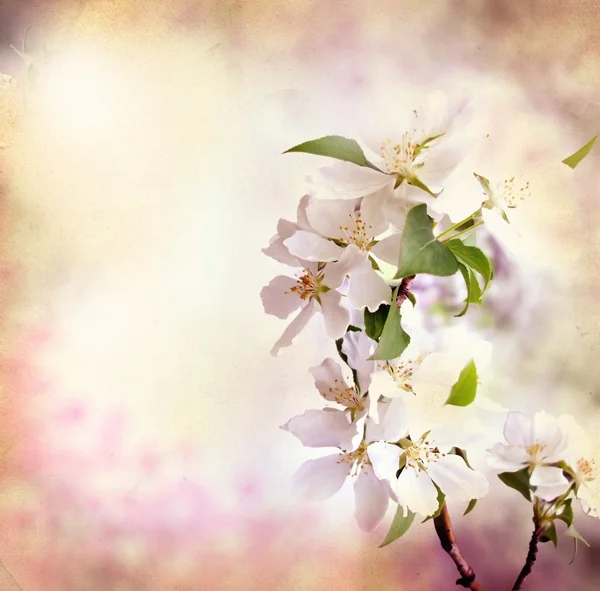 Jarní okraj pozadí s růžovými květy — Stock fotografie