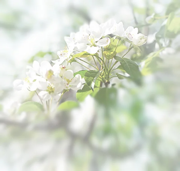 Flor de manzana — Foto de Stock