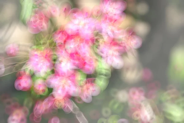 Rosa Apfelblüte — Stockfoto
