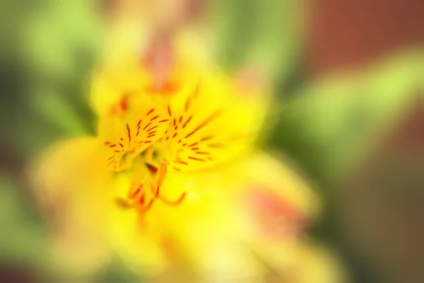 Flor de color amarillo —  Fotos de Stock