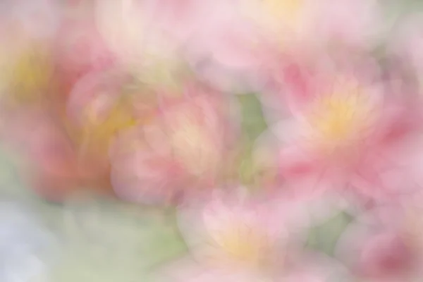 粉红色苹果花 — 图库照片