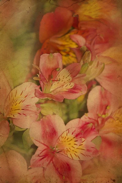 핑크 애플의 꽃 — 스톡 사진