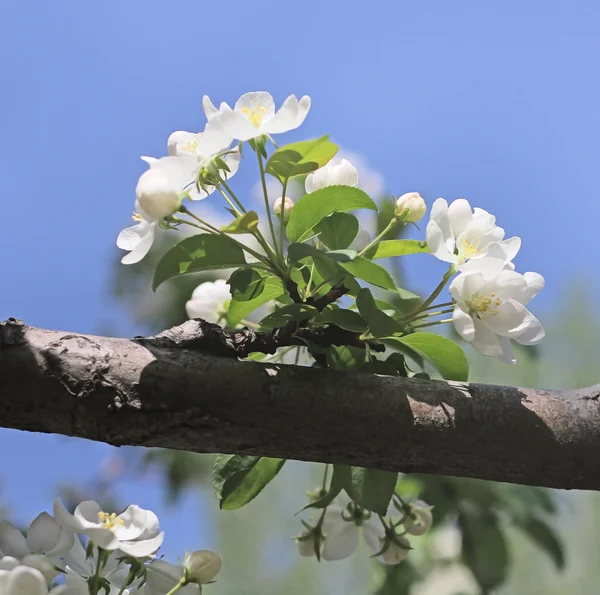 Kwitnąca drzewo brunch — Zdjęcie stockowe