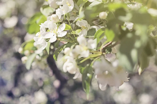 Blommande träd brunch — Stockfoto