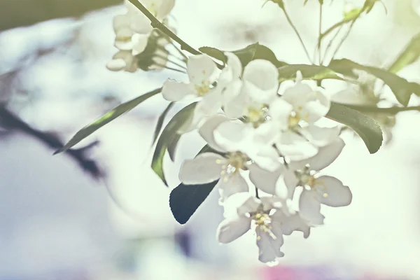 Brunch con alberi in fiore — Foto Stock