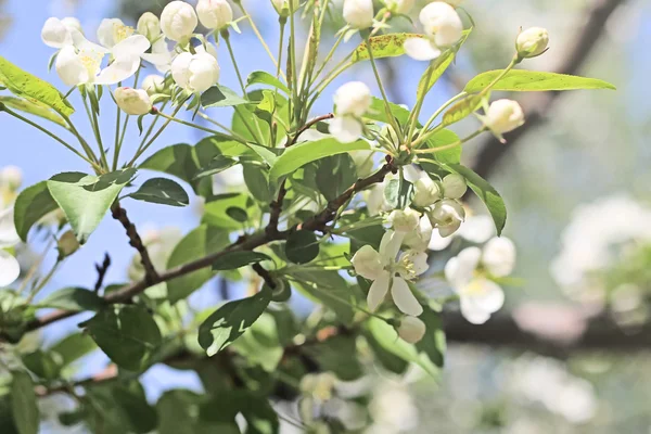 Brunch con alberi in fiore — Foto Stock