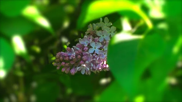 Little flowers — Stock Photo, Image