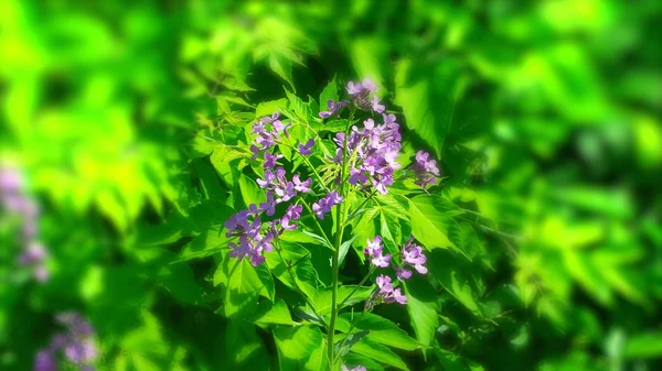 Little flowers — Stock Photo, Image