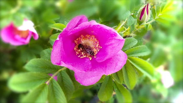 Belles fleurs roses dans le jardin — Photo