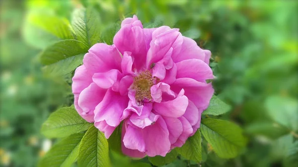 Bellissimi fiori rosa in giardino — Foto Stock
