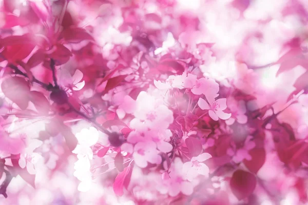 Almuerzo de árboles en flor con flores blancas — Foto de Stock