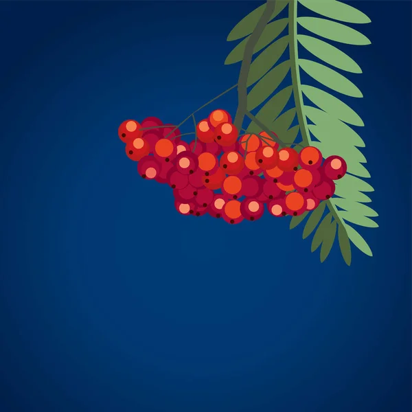 Red Berries Dark Blue Background — Stock Vector