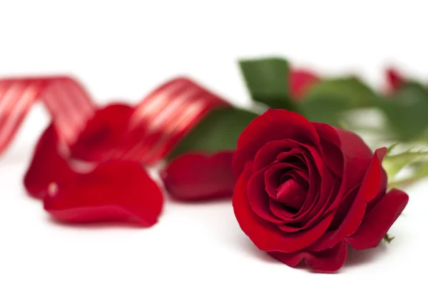 Red rose with ribbon on white background — Stock Photo, Image