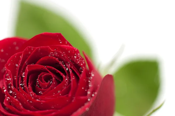 Red rose with drops of water — Stock Photo, Image