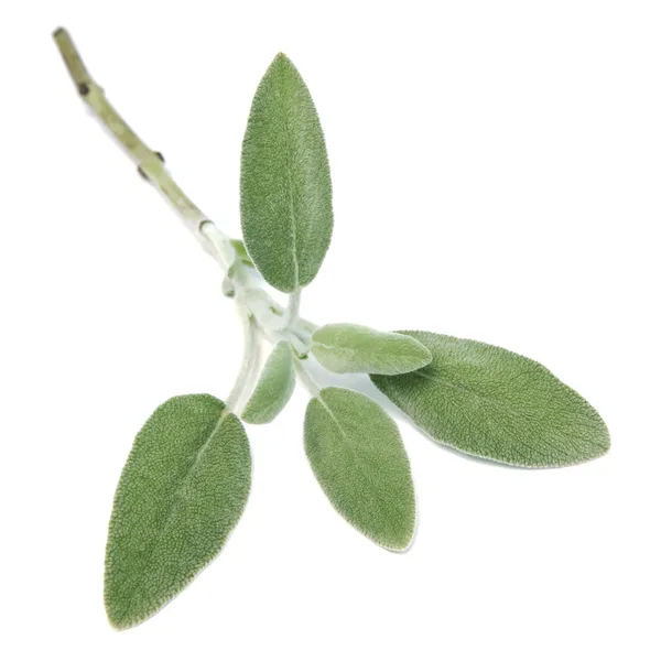 Salvia fresca aislada sobre fondo blanco — Foto de Stock