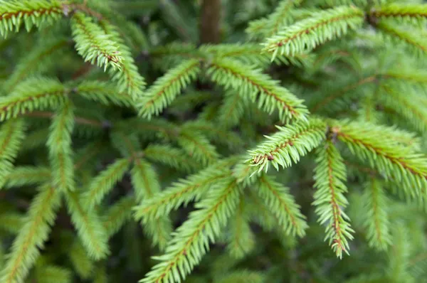 Noel ağacı arka planı