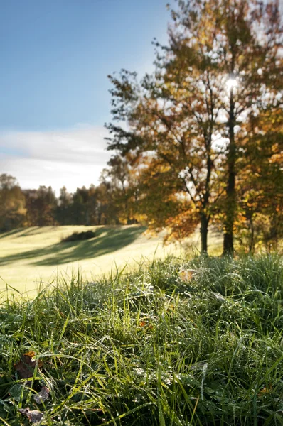 sabah güneşi, ağacı içinde parlayan
