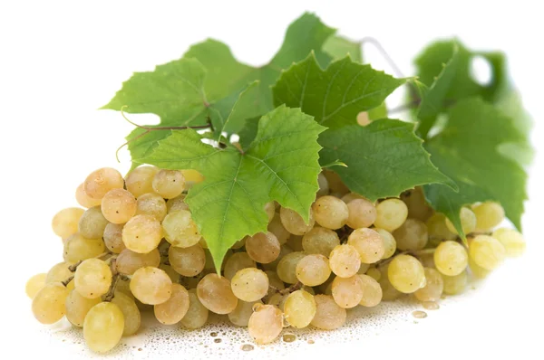 Свіжий зелений виноград з листям, ізольований на білому. Вибраний фокус — стокове фото