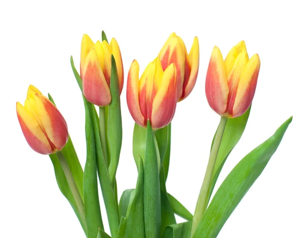 Tulipani — Foto Stock