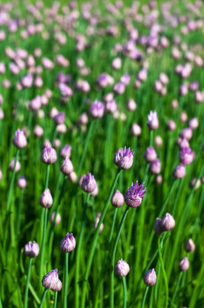 Chive flowers — Stock Photo, Image
