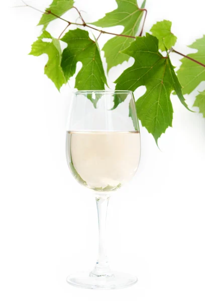 White wine and vine — Stock Photo, Image