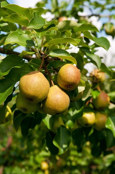 Biologische peren — Stockfoto