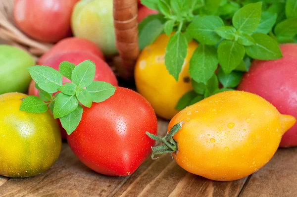 Tomates frescos y albahaca —  Fotos de Stock