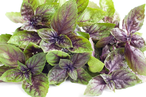 Fresh purple basil — Stock Photo, Image