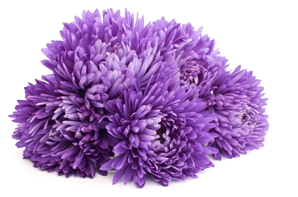 Aster — Foto Stock