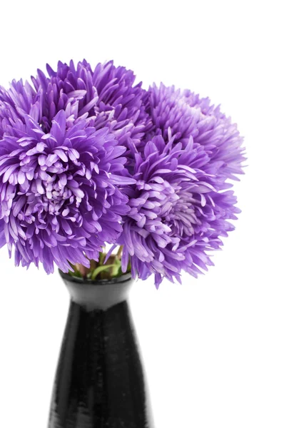 Bunch of asters — Stock Photo, Image