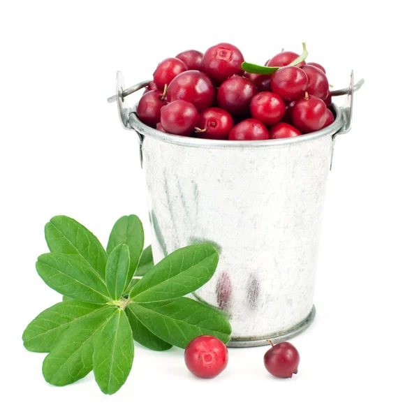 Organic cowberry — Stock Photo, Image