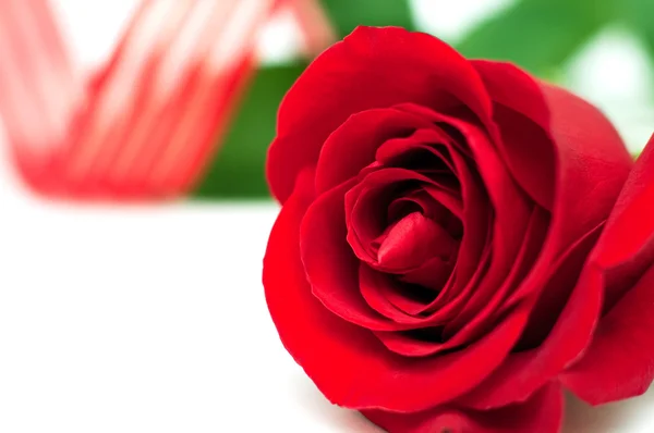 Rose with ribbon — Stock Photo, Image