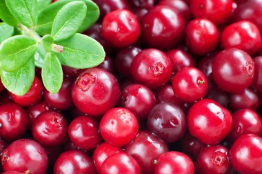 Organik yabanmersini