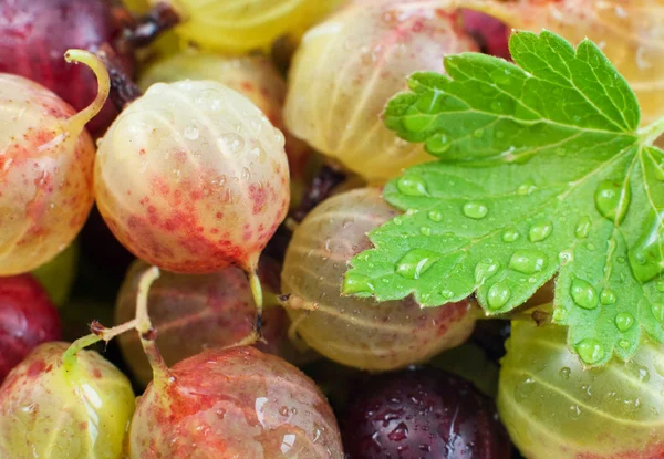 Organic gooseberry — Stock Photo, Image