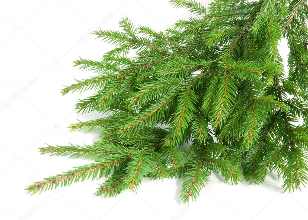 spruce over white