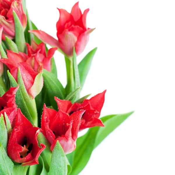 Czerwone tulipany — Zdjęcie stockowe
