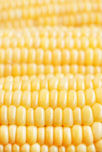 Latar belakang corn — Stok Foto