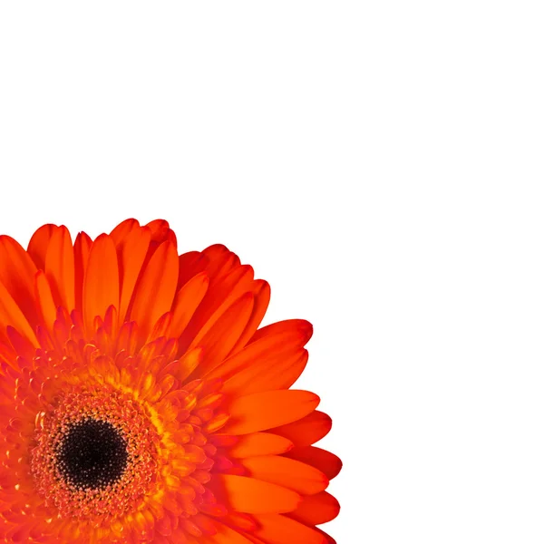 Red daisy — Stock Photo, Image