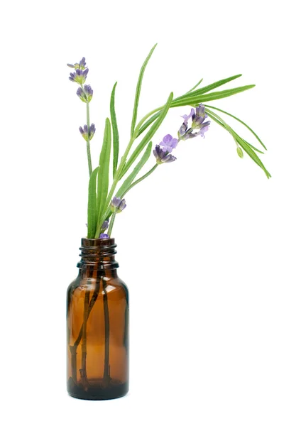 Lavendel — Stockfoto